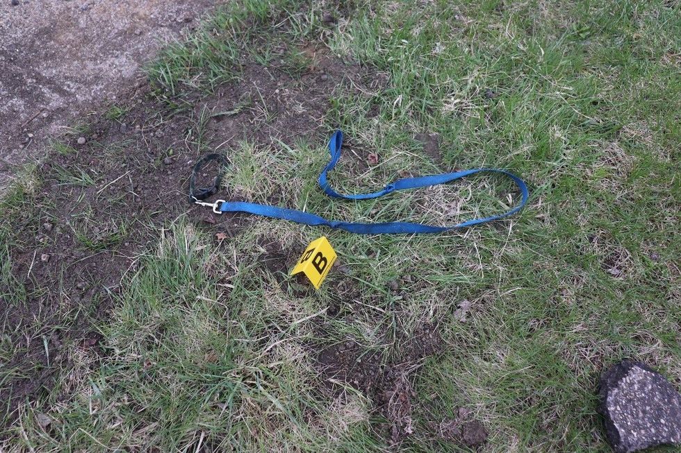 A dog lease on grass with yellow evidence marker