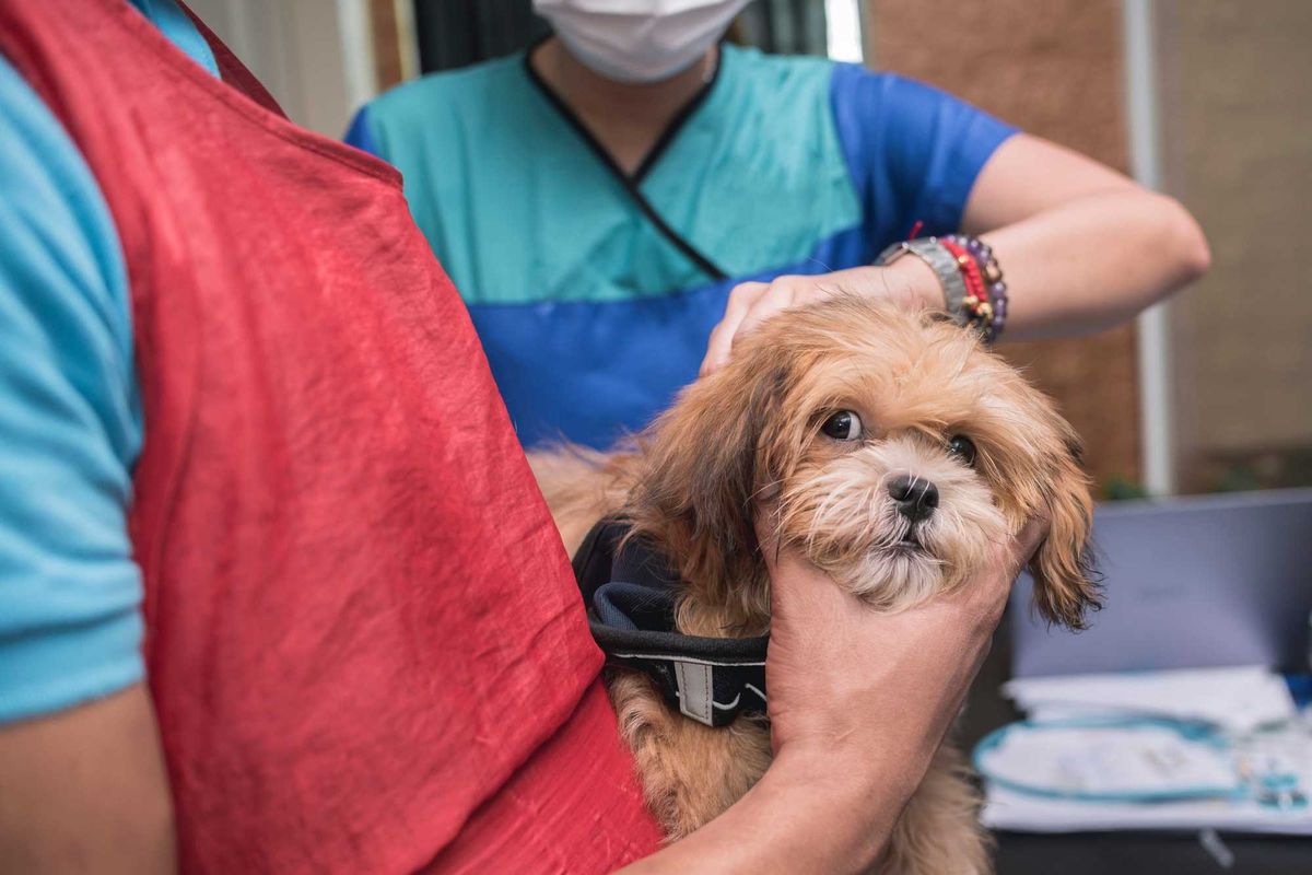A dog receiving a vaccine.