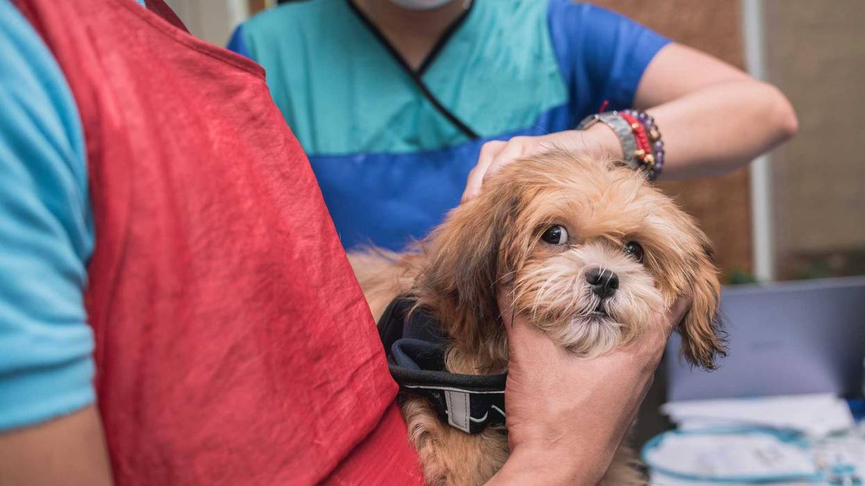 A dog receiving a vaccine.