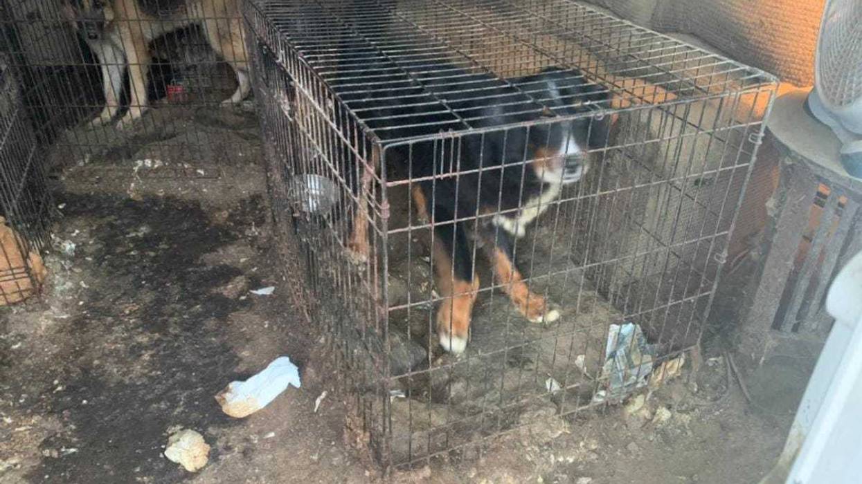 A dog rescued from Linda Hart, 79, resident who was charged with misdemeanor animal cruelty charges on April 2, 2024.