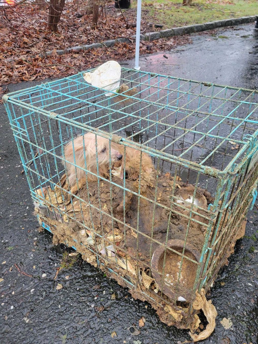 A dog rescued from Linda Hart, 79, resident who was charged with misdemeanor animal cruelty charges on April 2, 2024.