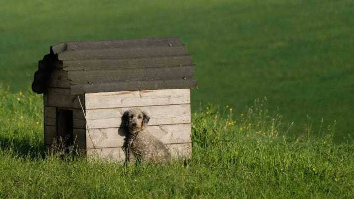 A dog sits next to its kennel in a traveller campsite on the first day of the Appleby Horse Fair on June 7, 2018 in Appleby, England.