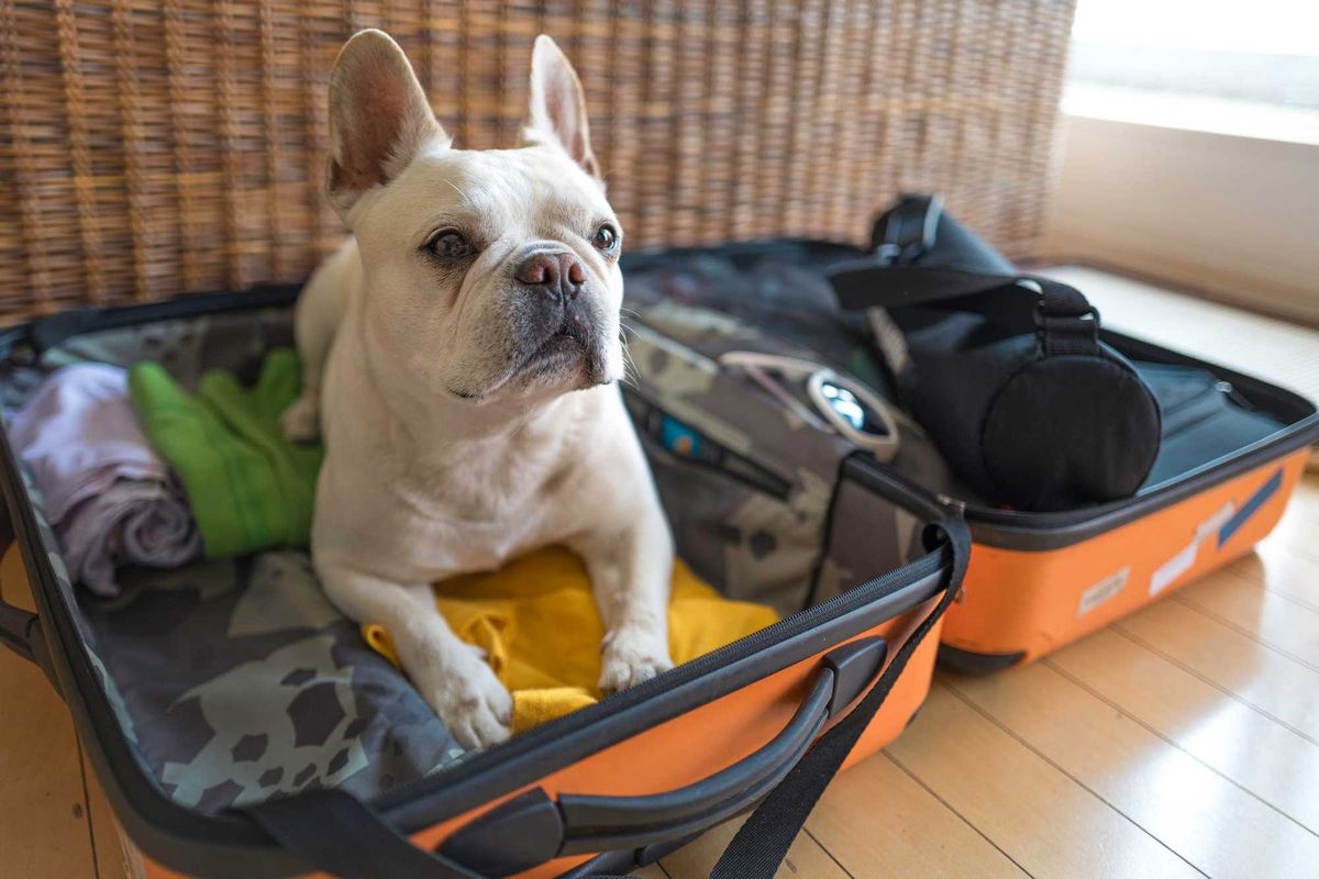 A dog sitting in a suitcase.
