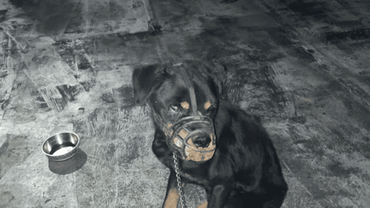 A dog was found abandoned on the roof of a Bed-Stuy building on Saturday.