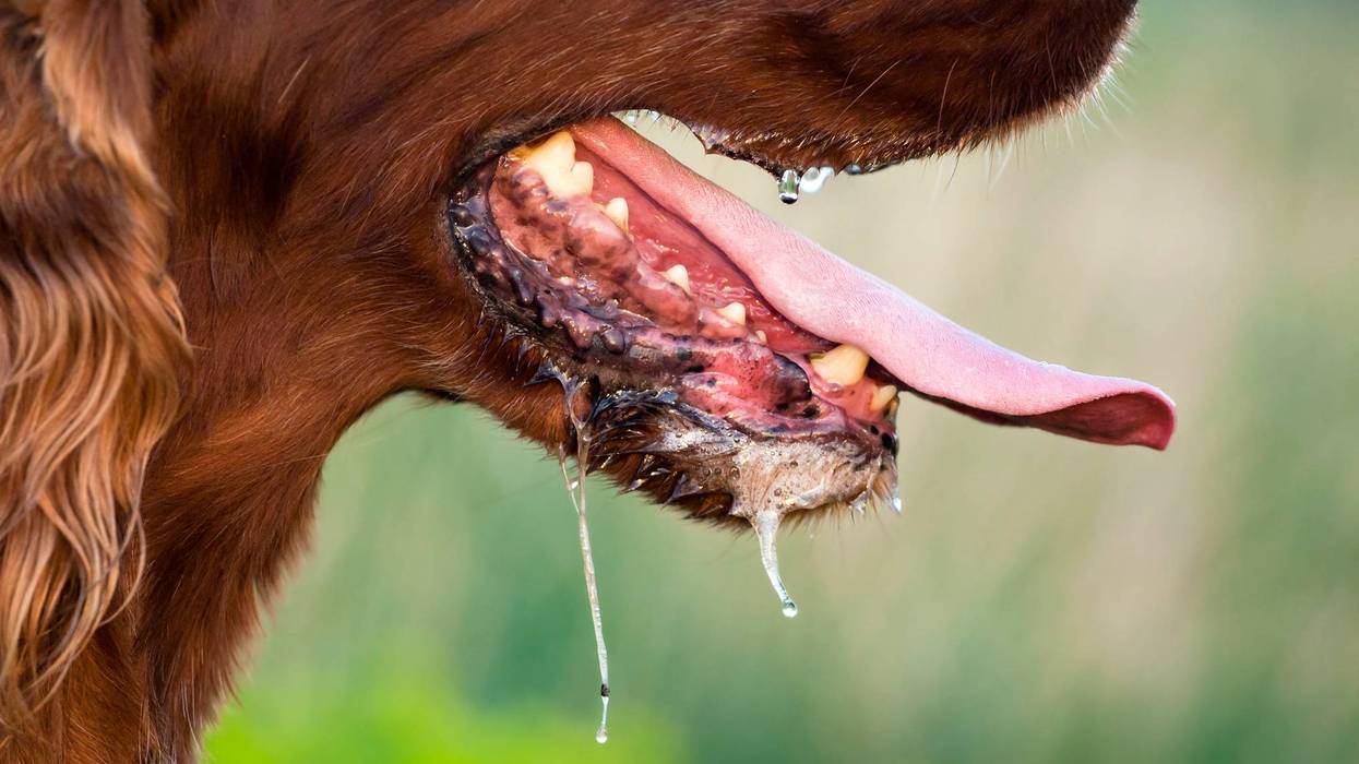 A dog with saliva.