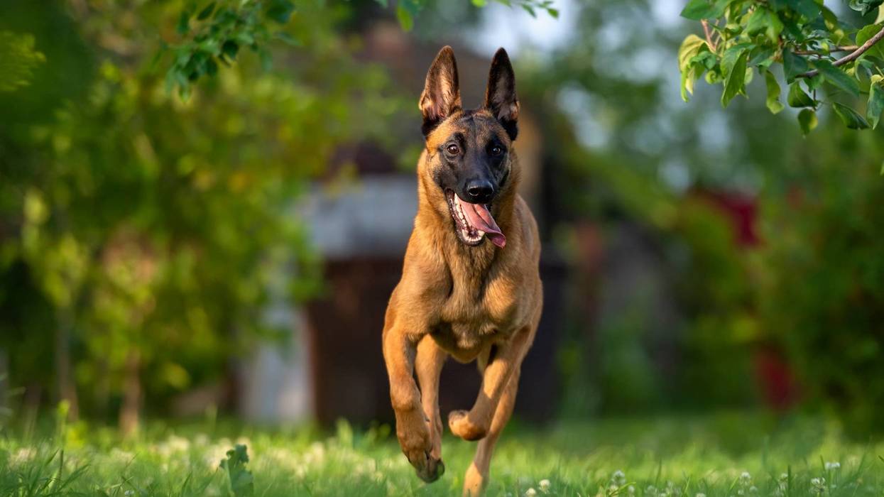 A dog