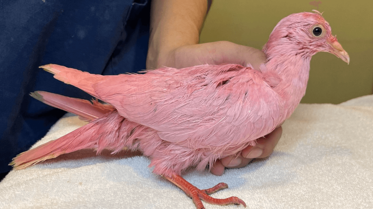 A domestic pigeon that was dyed pink was rescued from a park in Manhattan on Tuesday.