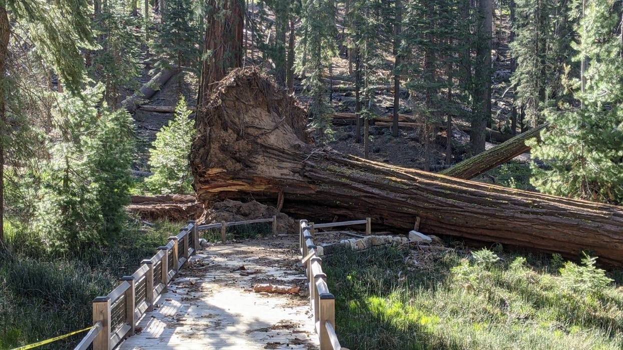 A downed giant sequoia in Yosemite National Park's Mariposa Grove, one of 15 toppled in a January wind event.