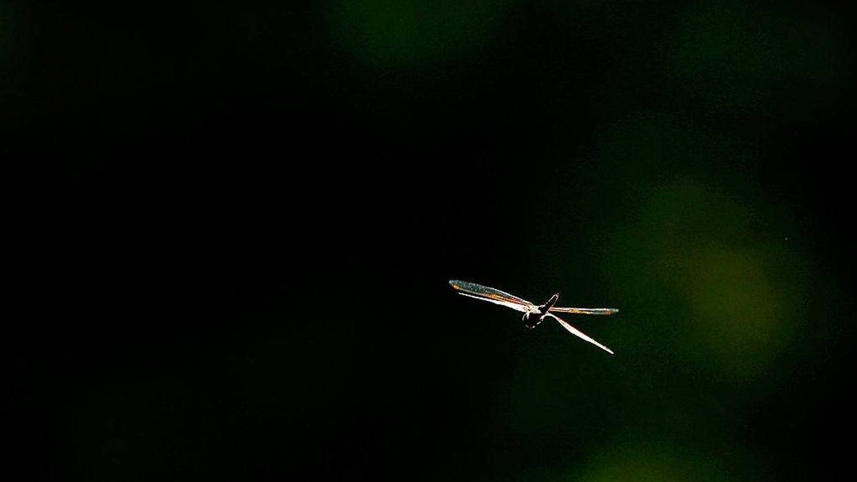 A dragonfly is seen during the second round of THE PLAYERS Championship held at THE PLAYERS Stadium course at TPC Sawgrass on May 11, 2012 in Ponte Vedra Beach, Florida.
