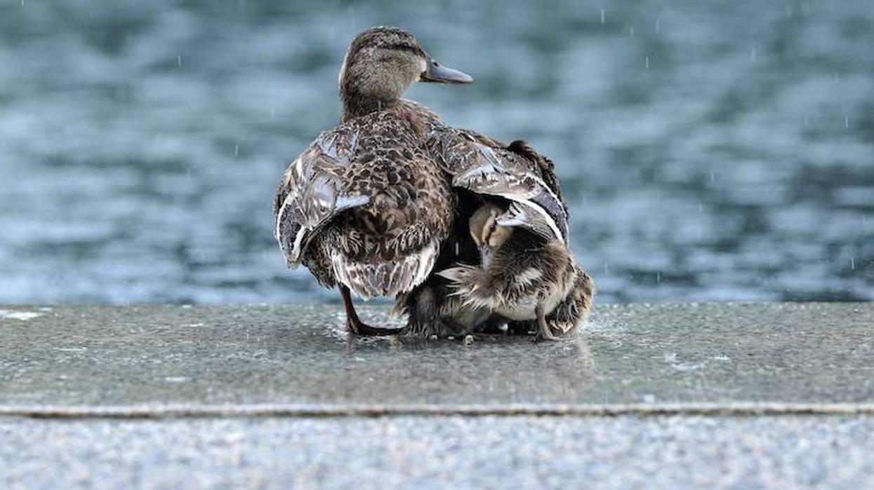 Lewisville firefighters rescue three ducklings from a drain
