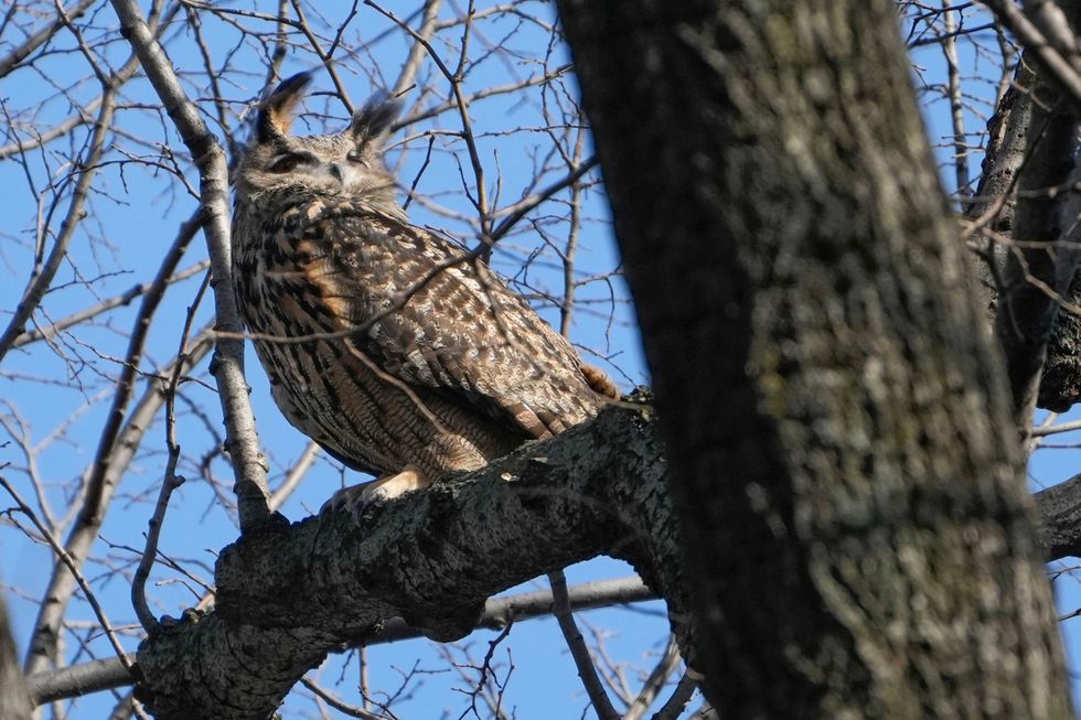 A Eurasian eagle-owl named Flaco sits in a tree in Central Park on Feb. 6, 2023