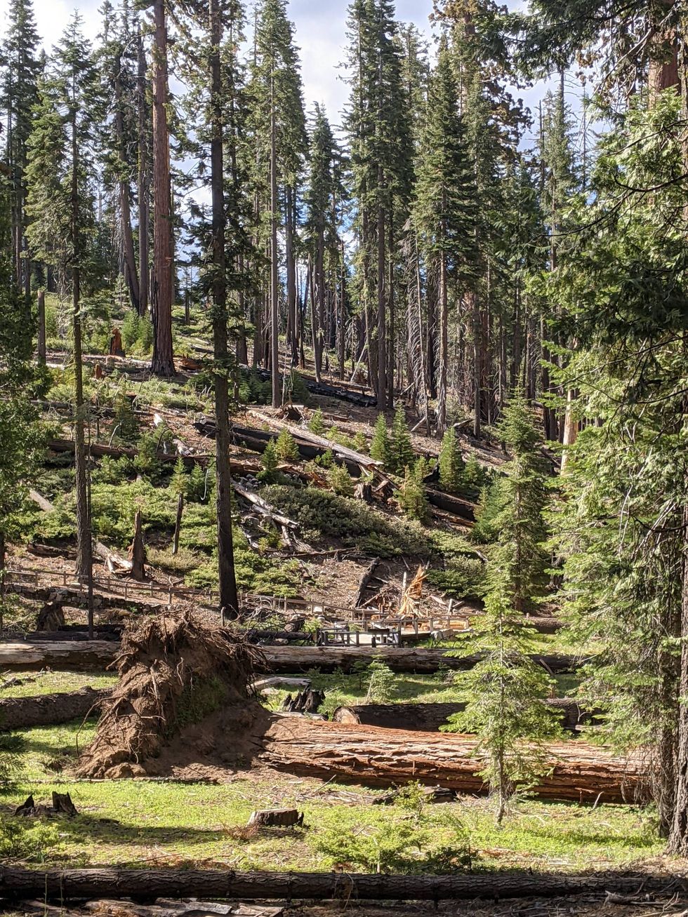 A fallen giant sequoia tree, one of 15 toppled in the storm.