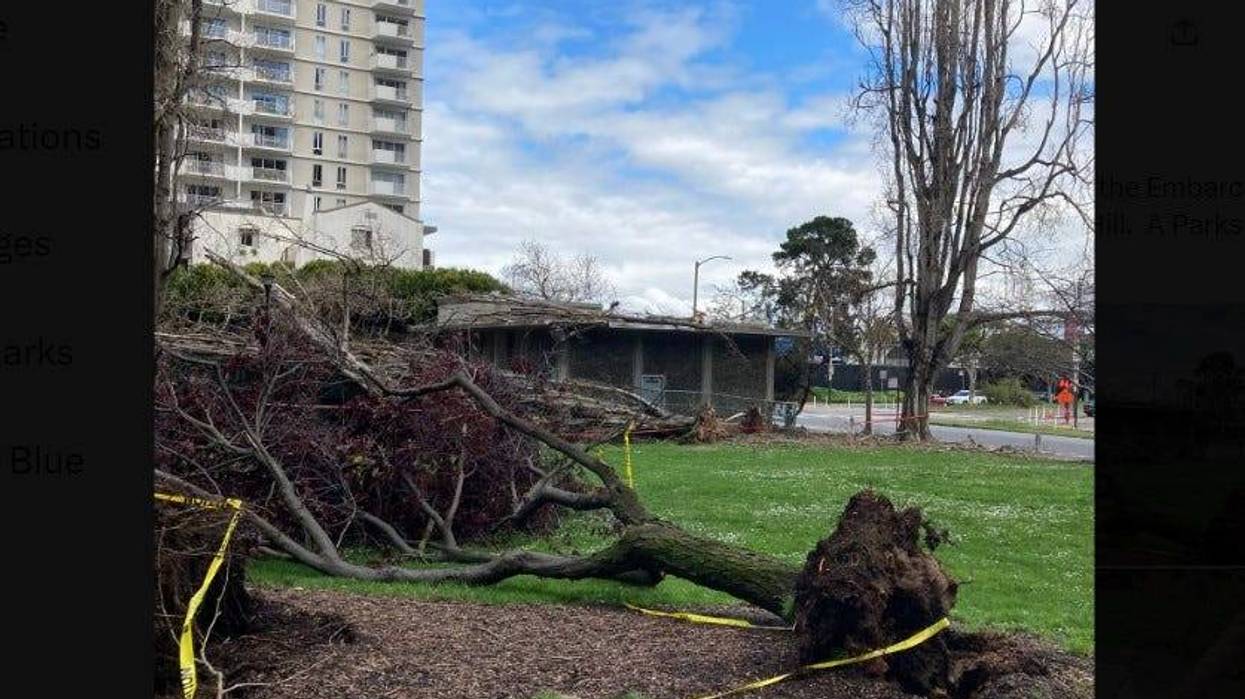 A fallen tree in a little park by the Embarcadero in Telegraph Hill.