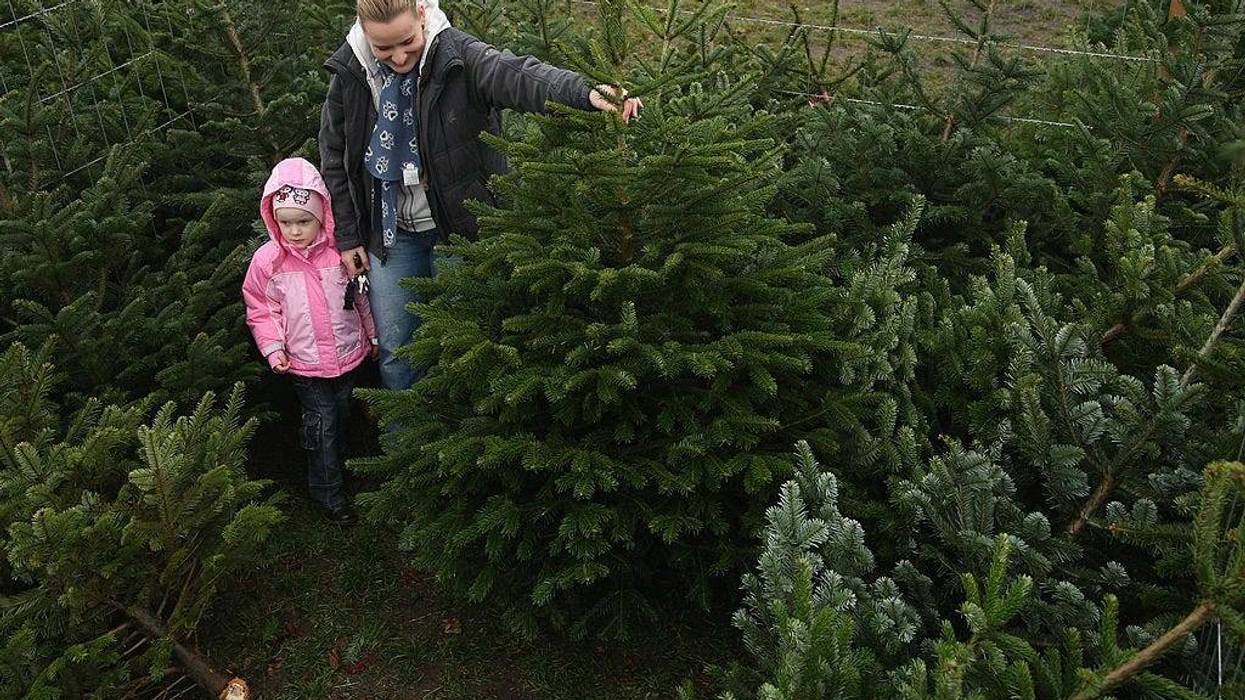 A family picks out a Christmas tree for the holiday season