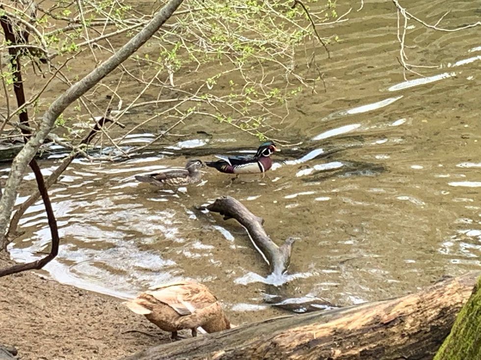 A female and male wood duck pair enter the Wissahickon Creek.
