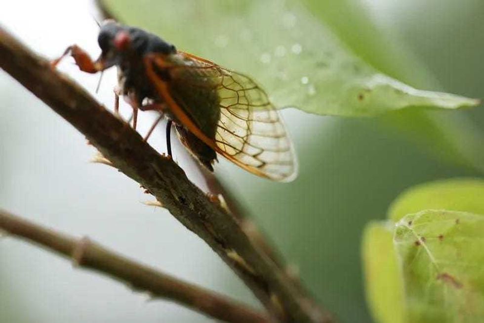 A female periodical cicada, a member of Brood X, uses its ovipositor to cut into a small tree branch and deposit her eggs on June 03, 2021 in Columbia, Maryland.