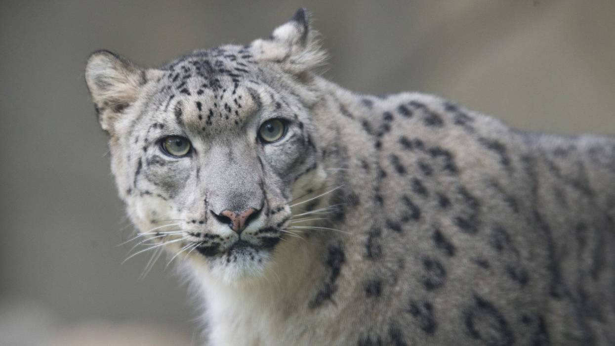 A female snow leopard at the Brookfield Zoo in Illinois.