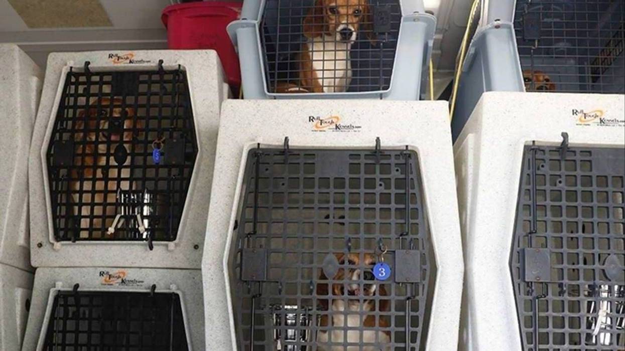 A few dozen neglected beagles seized from a Virginia research facility last month have made their way to Michigan in search of new homes.