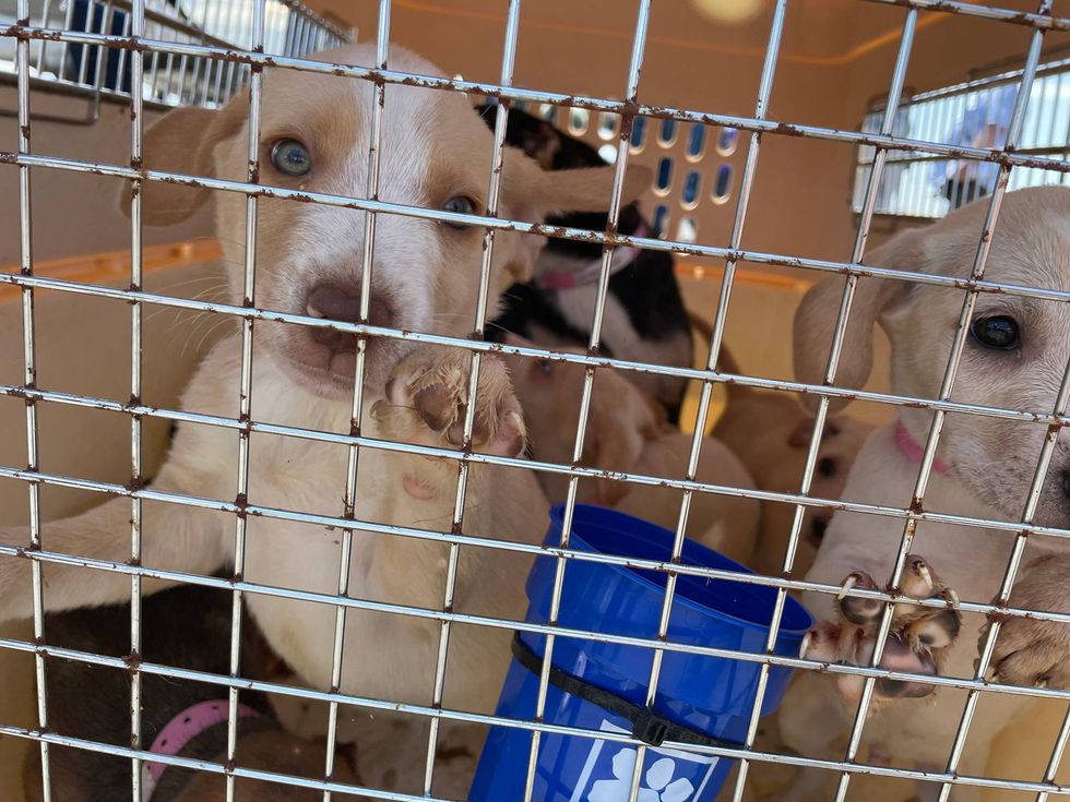 A few of the puppy plane