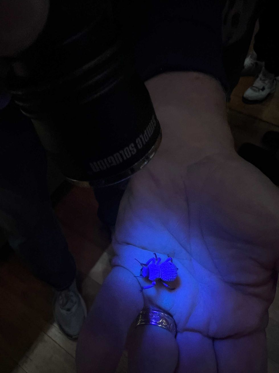 A Field Museum scientist shines a UV light on a blue death feigning beetle. The insect is covered in a powdery blue wax coating, which acts as a sort of sunscreen for the beetles.