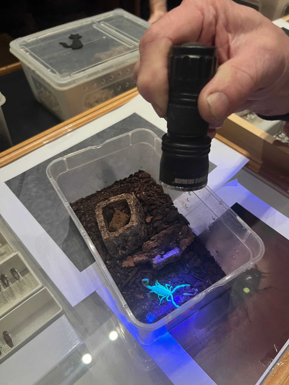 A Field Museum scientist shines a UV light on an Arizona bark scorpion. The scorpions are biofluorescent, which means they absorb light from the sun and re-emitting it.