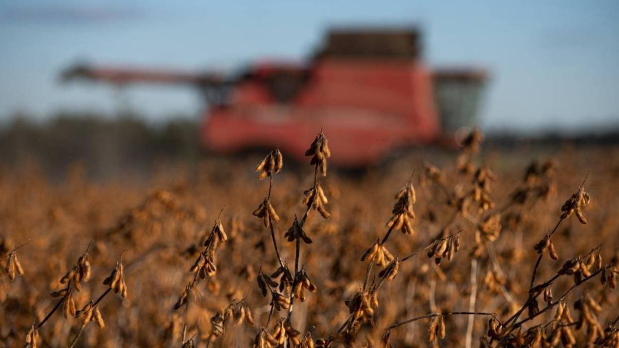 A field of soybeans