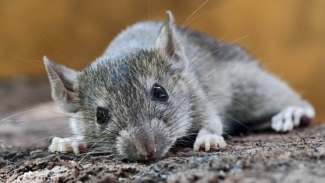 A field rat, Rattus argentiventer