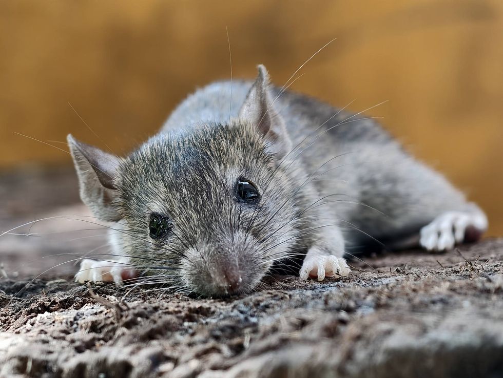 Wild rat tests positive for plague