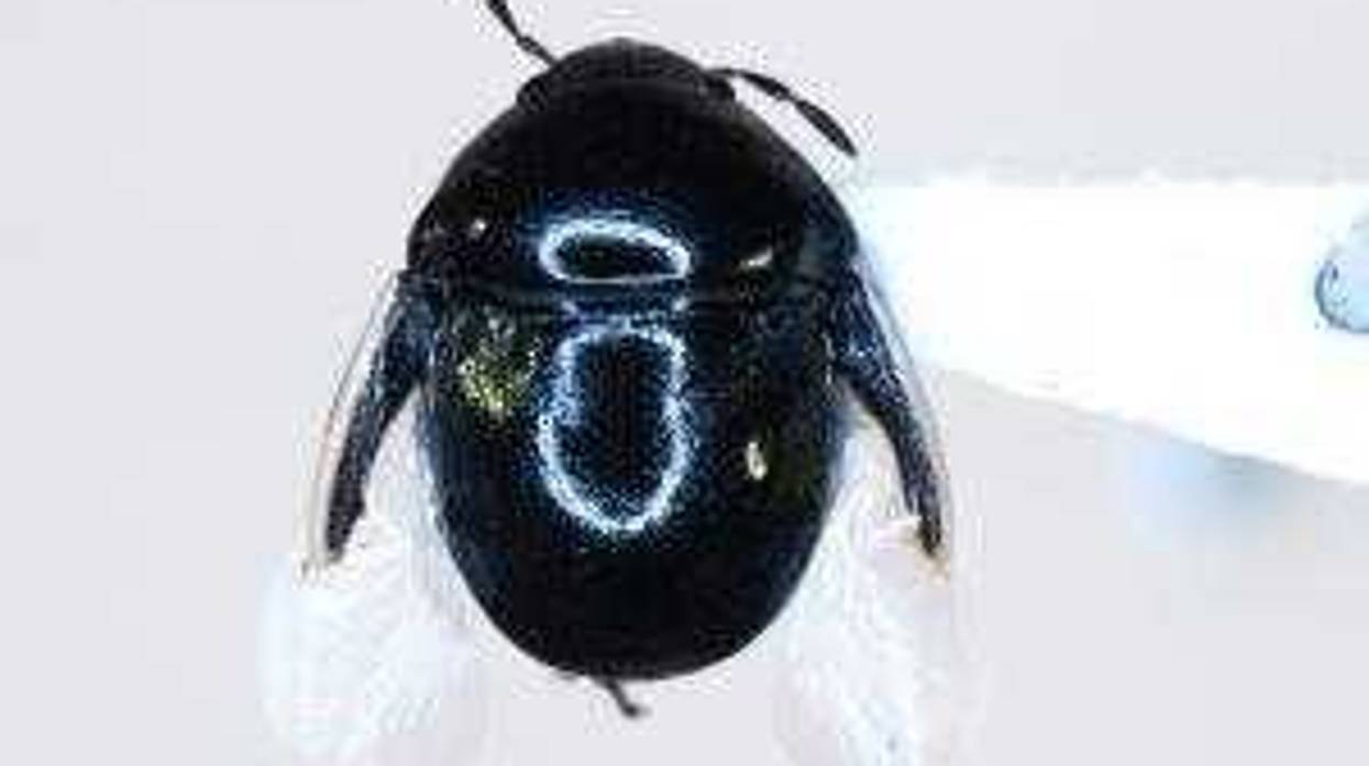 A first-in-nation pest was discovered at the Otay Mesa Cargo Facility within a shipment containing fresh cut flowers.