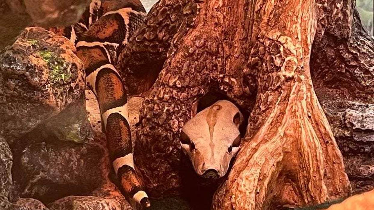 A five-foot boa constrictor, retroactively named Severus, was found on a gate in the UWS on Wednesday morning.