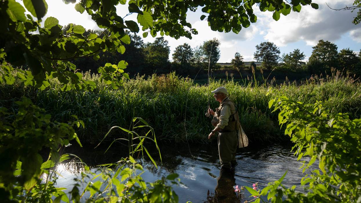 A fly fishermen trying to catch brown trout in a UK stream.