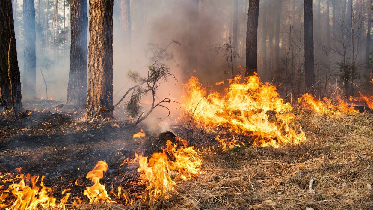 A forest fire burning.