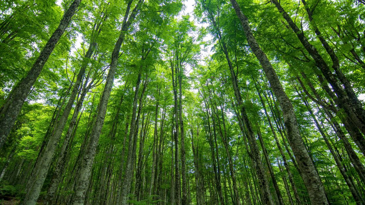 A forest