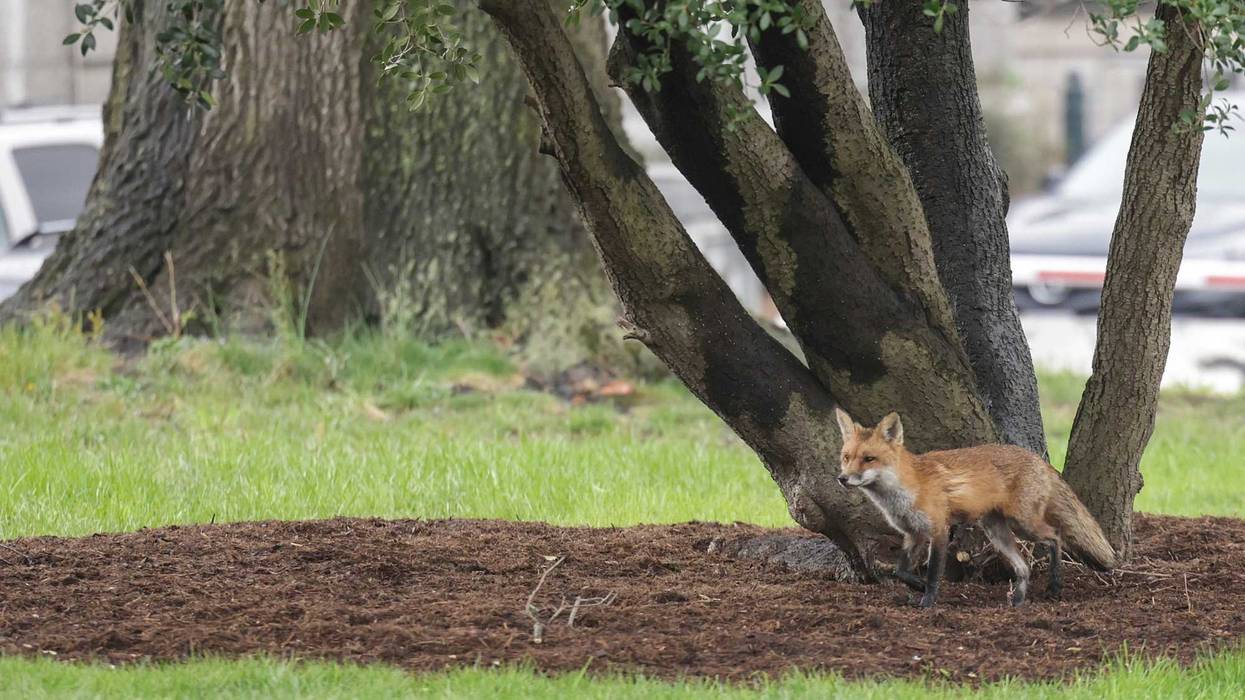 A fox stands by a tree, not the same animal that attacked children in New Jersey.
