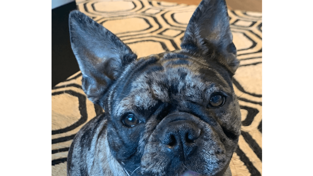 A French bulldog has been stolen in broad daylight in San Francisco’s Marina District.