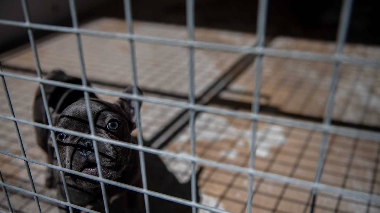 A French bulldog puppy, not one of the specific dogs that were stolen on Sunday.