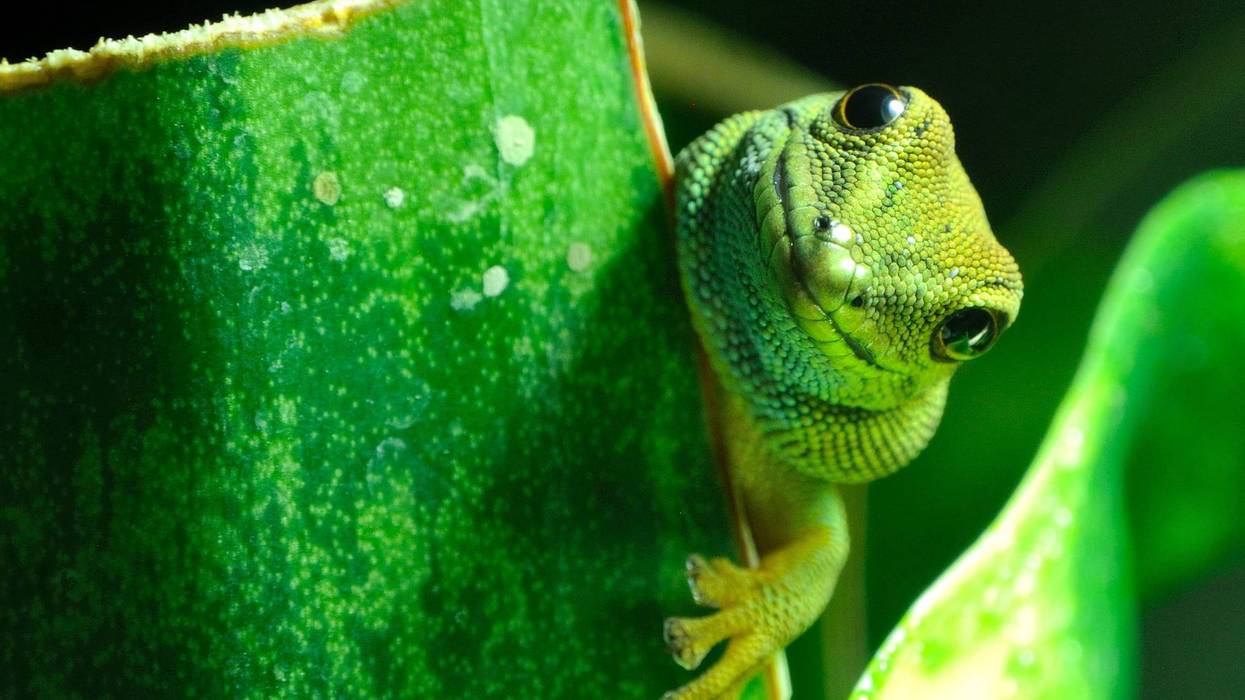 A gecko lizard