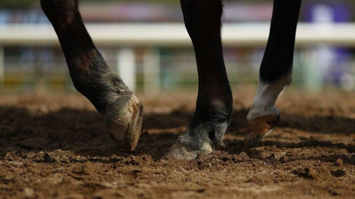 A general view of horses trotting on the dirt track at Santa Anita Park on November 02, 2019 in Arcadia, California. (Photo by Joe Scarnici/Getty Images)
