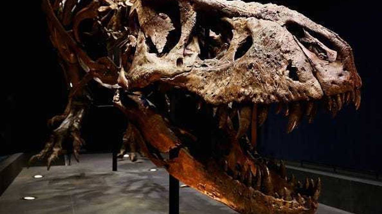 A general view of the skull, jaw, rib cage and teeth of Trix the female T-Rex