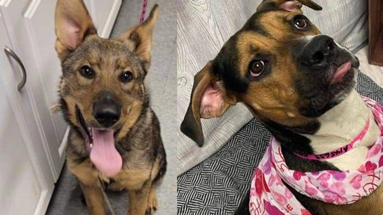 A german shepherd and brown and black mutt