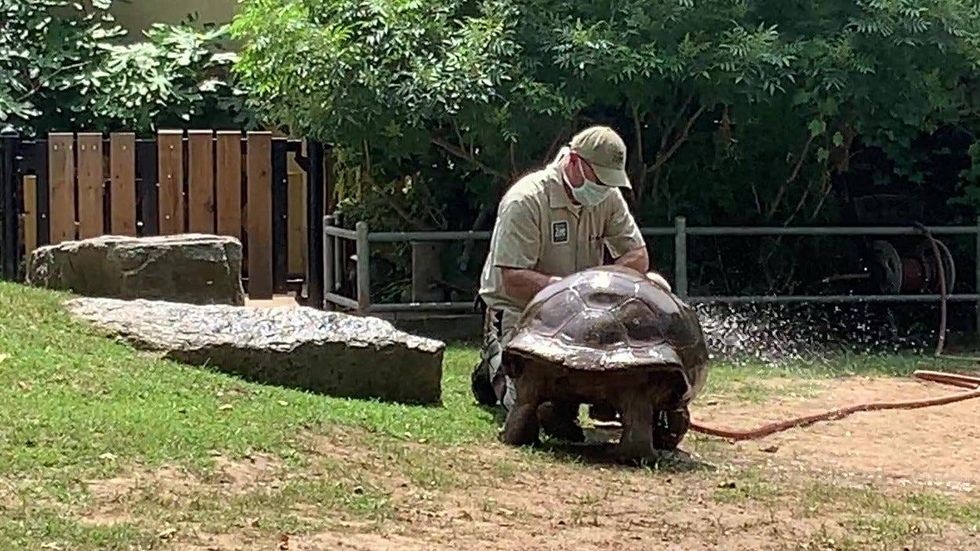 A giant tortoise at the Philadelphia Zoo receiving a water spray after getting a mudbath.