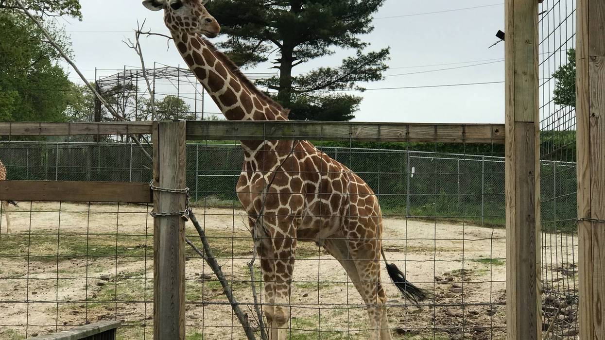 A giraffe at Elmwood Park Zoo