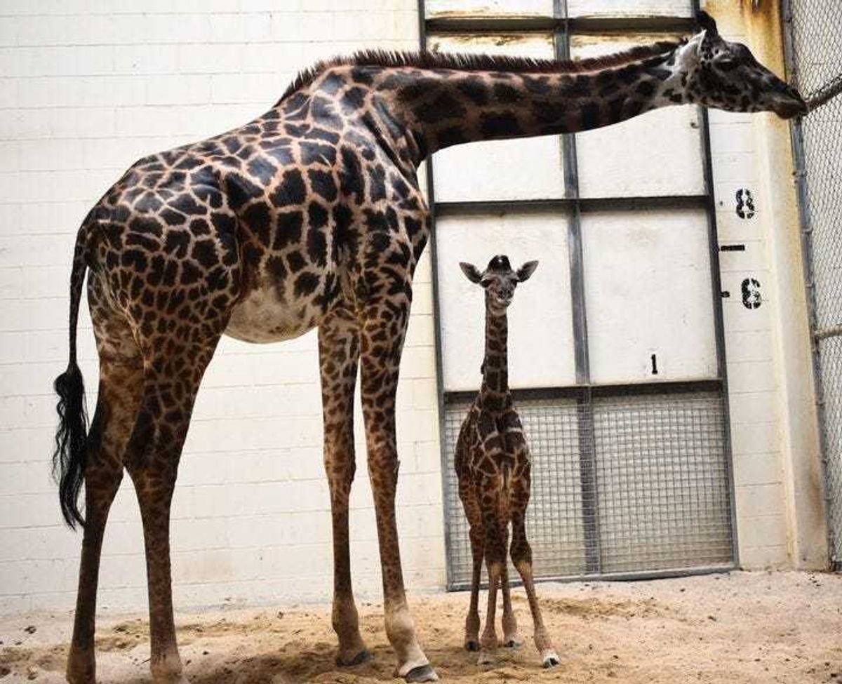 A giraffe unexpectedly gave birth in front of visitors at the Virginia Zoo.