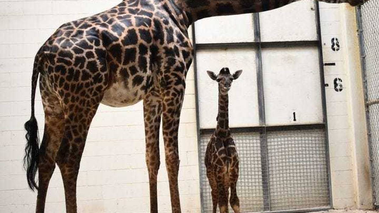 A giraffe unexpectedly gave birth in front of visitors at the Virginia Zoo.