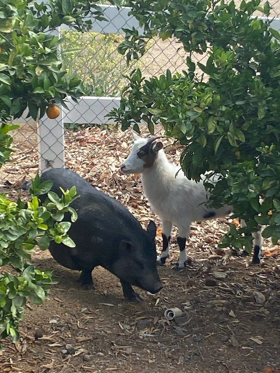 A goat and a pig at All Things Hooved Animal Rescue in Woodcrest