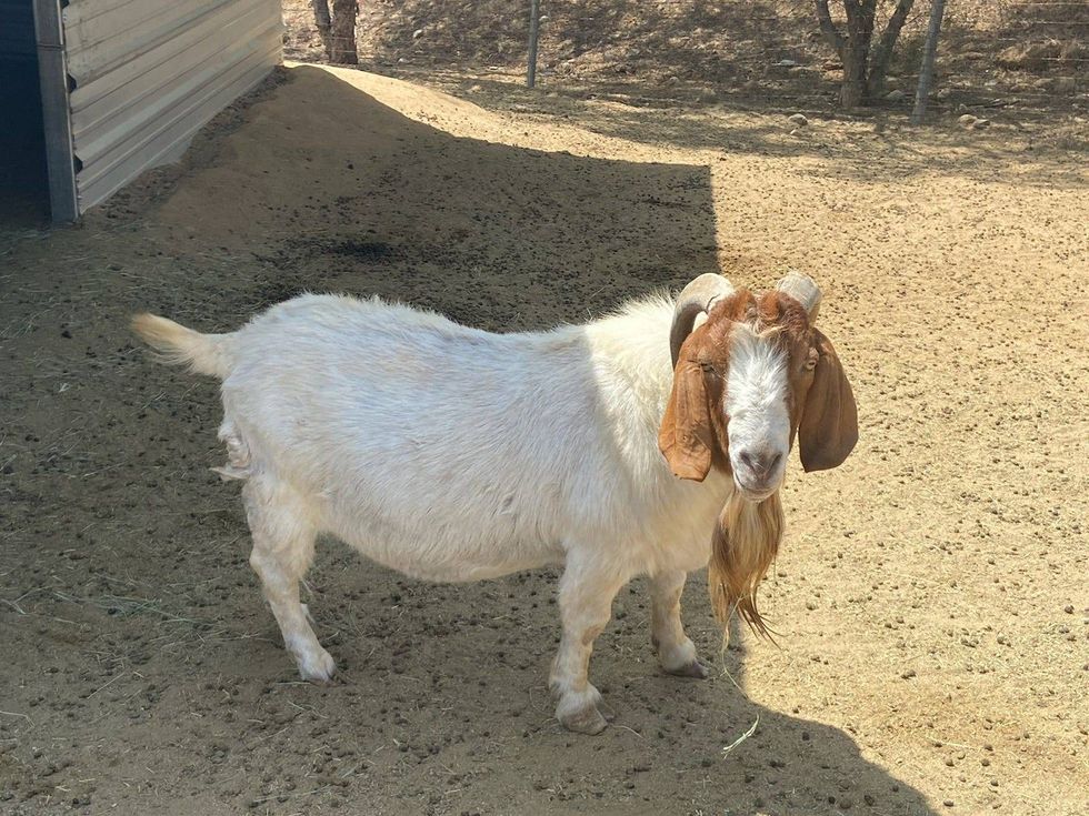 A goat at All Things Hooved Animal Rescue in Woodcrest