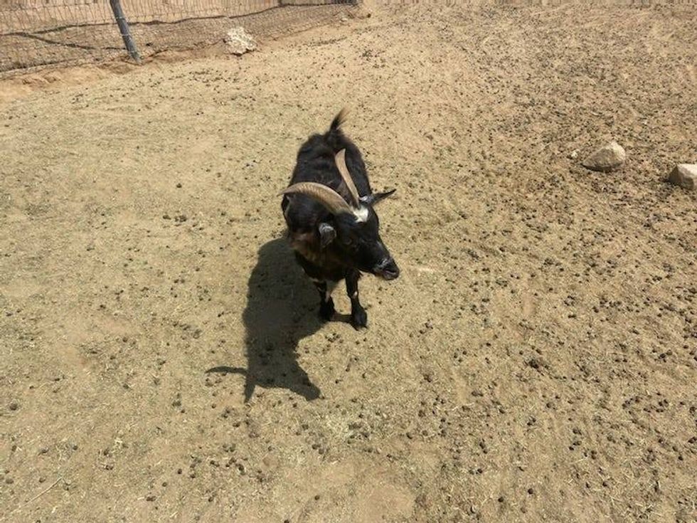 A goat at All Things Hooved Animal Rescue in Woodcrest