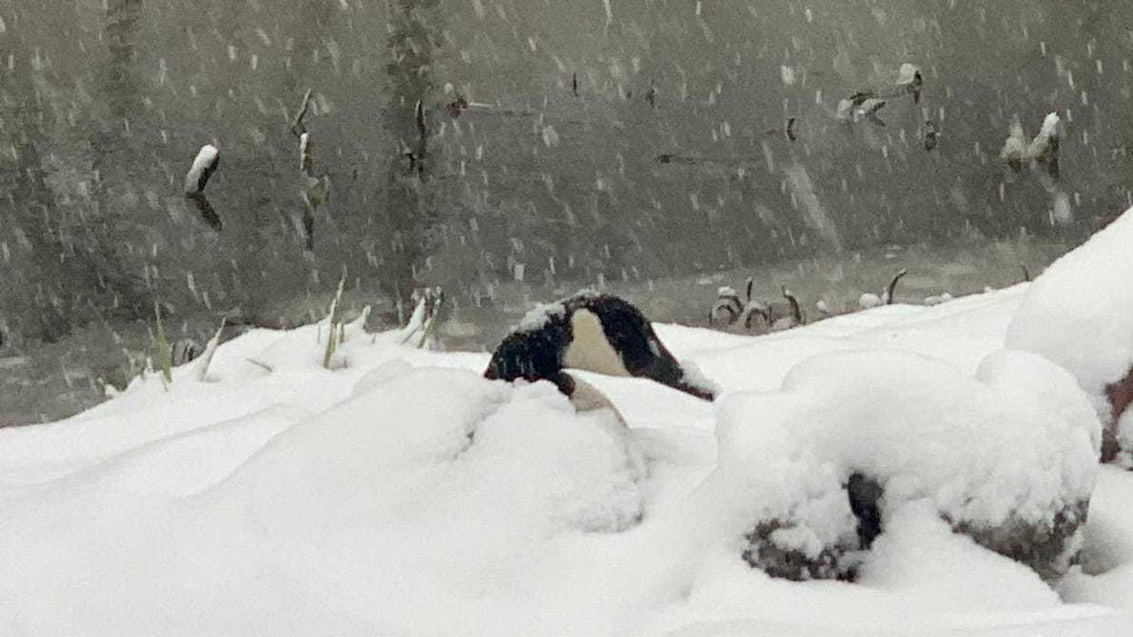 A goose in WNY is covered by snow as it sits atop its eggs. April 21, 2021