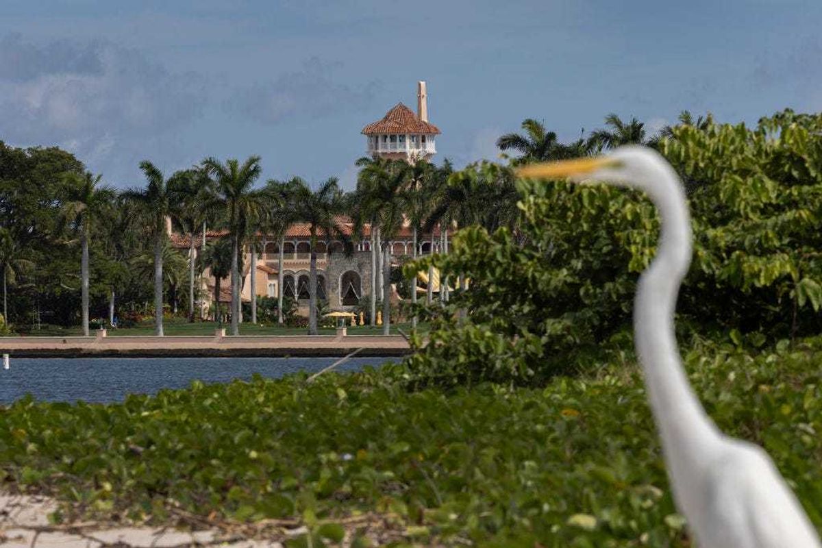 A great egret stands near former President Donald Trump's Mar-a-Lago resort on February 11, 2022 in Palm Beach, Florida.