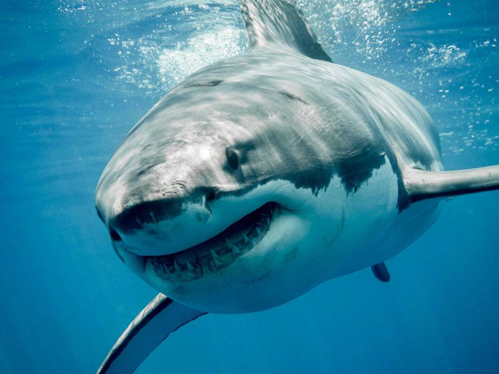 A great white shark in the ocean.